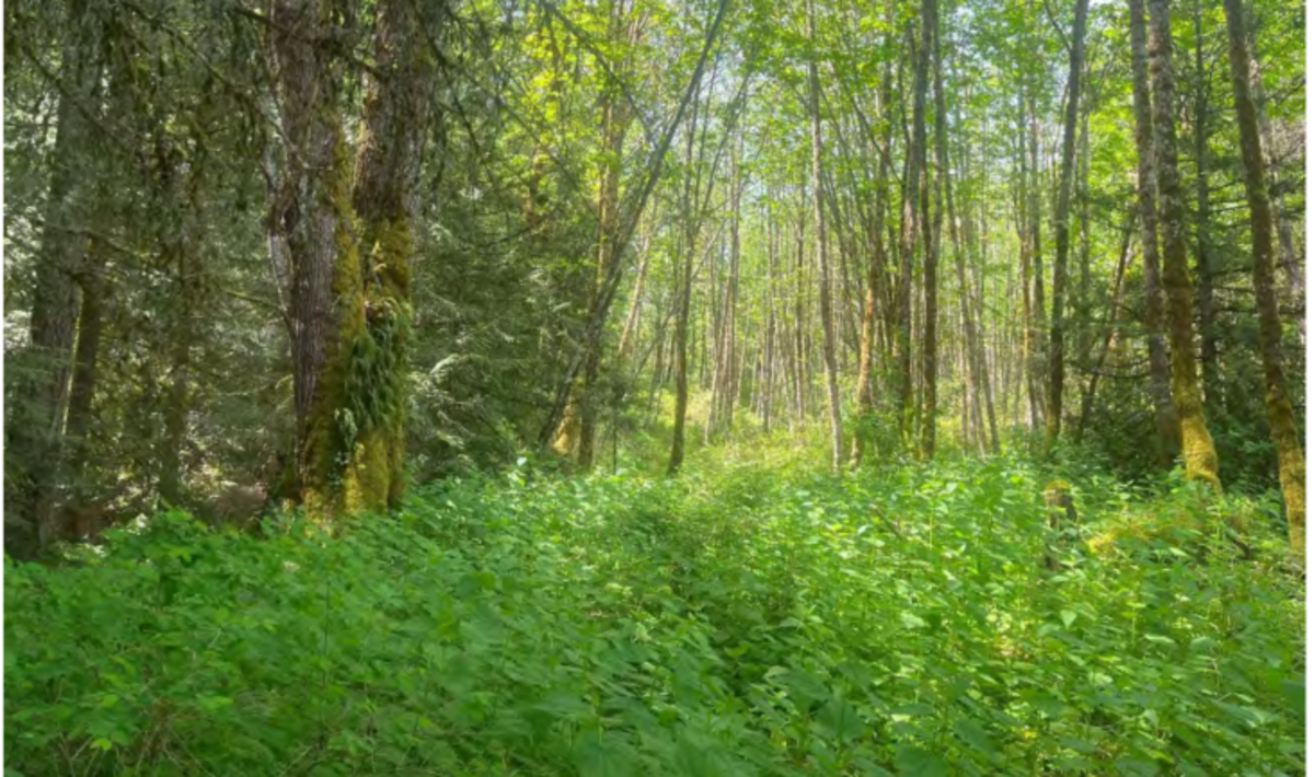 The city of Bellingham is buying a wooded site owned by the Oeser Co. for $280,000. A second 10-acre site was being bought for for $68,000.