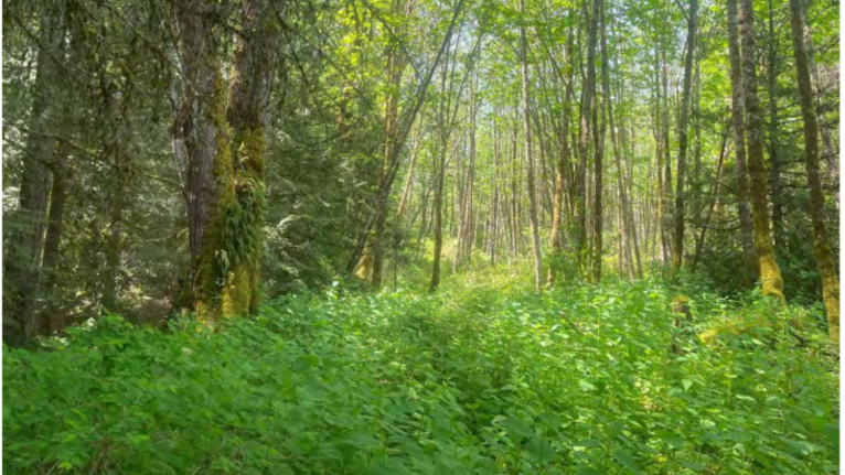 City of Bellingham buys 30-plus acres near Lake Whatcom, plans to demolish house