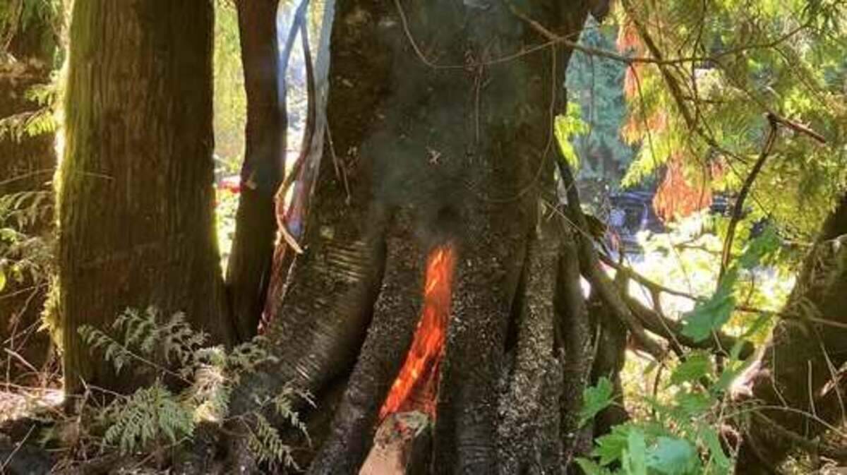 A tree burns in the Access 2 Fire near Lake Whatcom Park on the north side of the lake. The Whatcom County Department of Parks and Recreation said the state Department of Natural Resources was fighting the fire, which was listed as “controlled” at less than 1 acre.