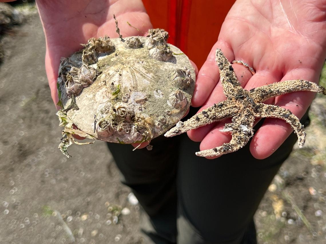 Washington State Parks Ranger Amber Forest shows a barnacle-encrusted sand dollar and a sea star at Clayton Beach during a media tour of a new trail to the beach on Thursday, July 6, 2023, south of Bellingham, Wash.