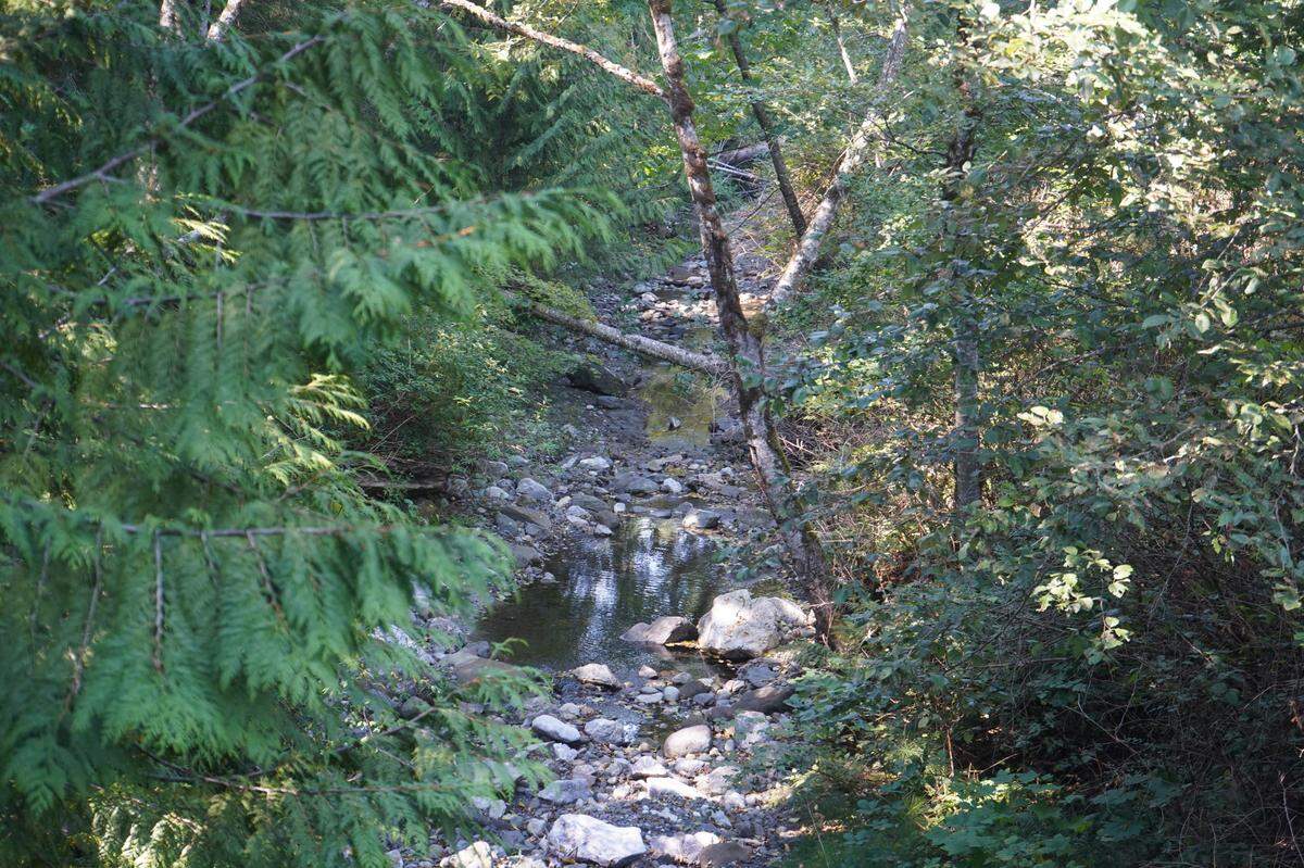 Saar Creek runs near the proposed Ranch Quarry mine site on Sept. 1, 2023, in Whatcom County. The creek flows north to Canada and is known to support salmon and trout populations.