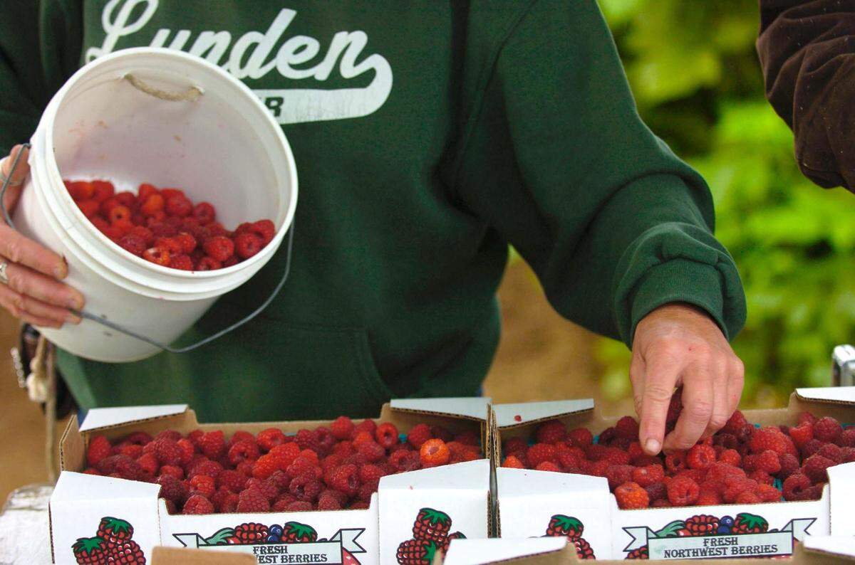 Barbie Kraght, co-owner of Barbie’s Berries, fills flats of fresh raspberries in June 2008. This year’s the cold winter will likely reduce local blackberry production and eliminate the crop of early strawberries.