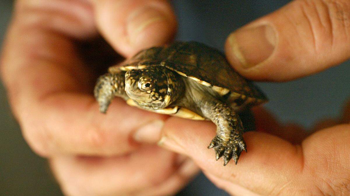 A young western pond turtle.