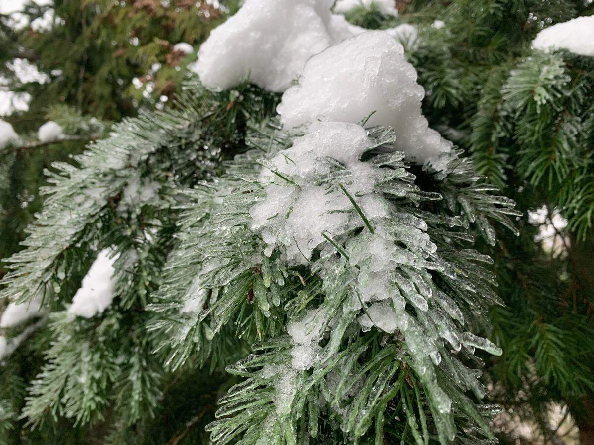 Snow and ice coat pine needles Friday, Dec. 23, in the Fairhaven neighborhood of Bellingham.