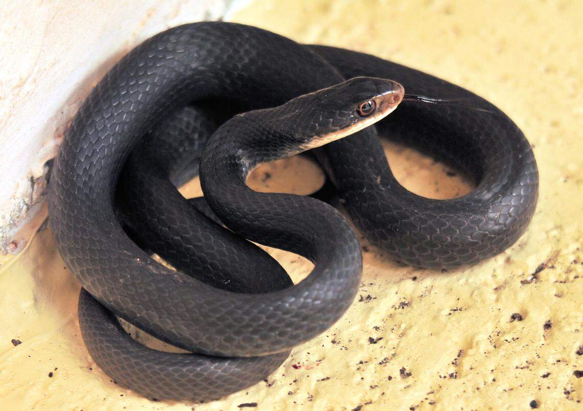 Racer snakes are common in warm, dry and brushy areas of Washington.