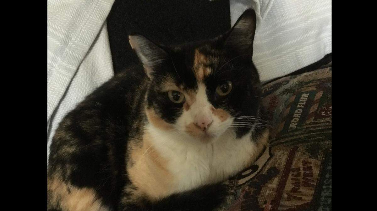 Opal, Matt Dudgeon’s cat, was shot and killed in mid-June 2023, in the Samish Hill neighborhood of Bellingham, Wash. Dudgeon found her in the grass near his house with a bullet hole in her stomach.