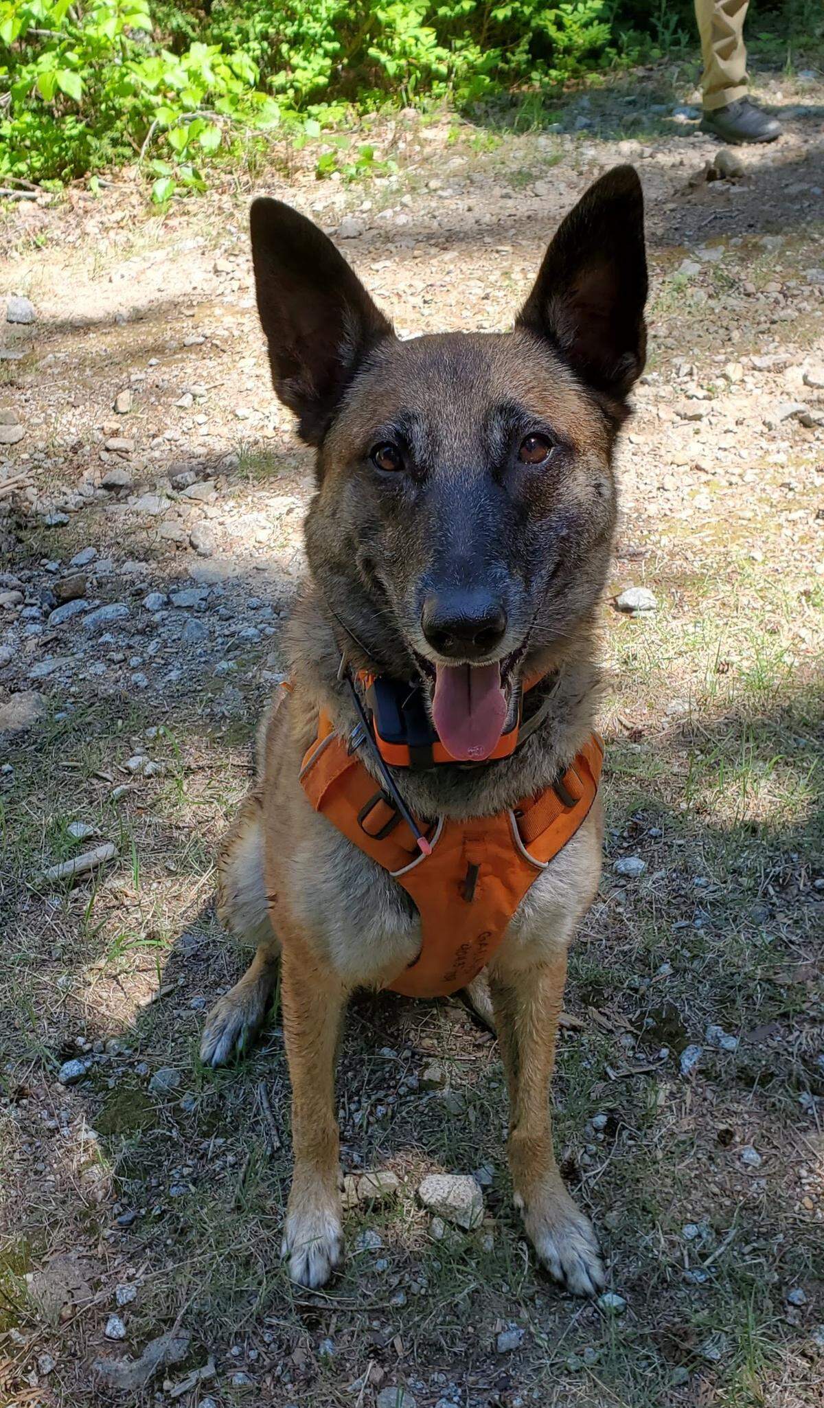 Kibeth was known not only for her love of working and training as wide-area wilderness search K9 with Whatcom County’s Summit to Sound Search and Rescue, but also her passion for balls. “That was her whole paycheck,” handler Siobhan Gallagher said.