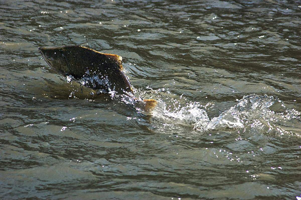 Nooksack chinook