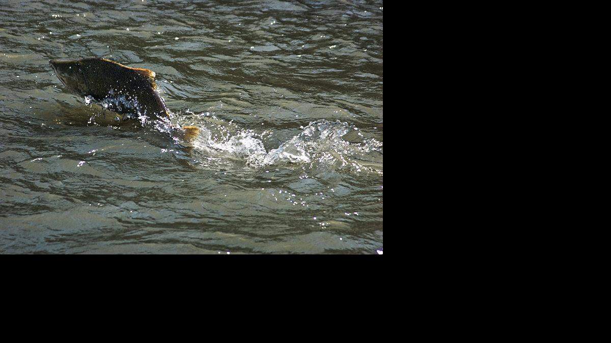 Nooksack chinook