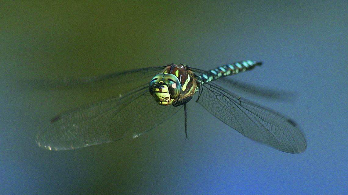 Aeshna palmata, commonly known as the paddle-tailed darner, at Picture Lake near Mt. Baker Ski Area.