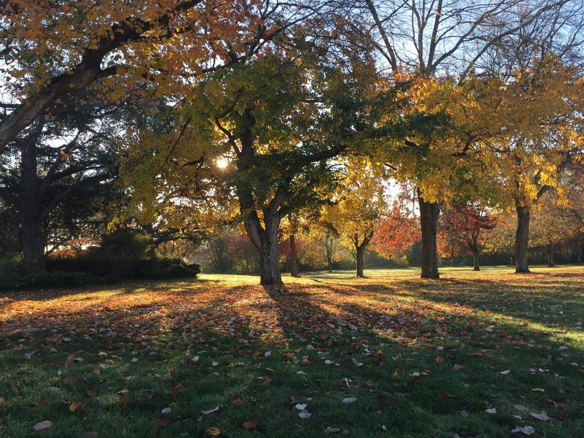 Maple and oak trees dot Memorial Park in the fall of 2017 in Bellingham’s Sunnyland neighborhood. The area has just 14% tree canopy according to a city report commissioned as the city creates its first Urban Forestry Management Plan.