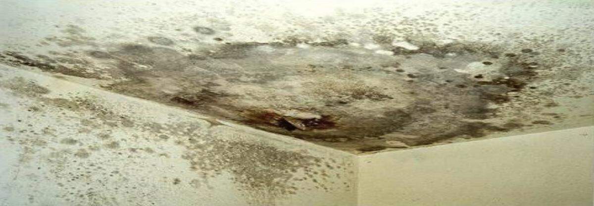 An undated photo shows mold growing on the ceiling of a building due to an unrepaired plumbing leak or roof leak. This wallboard must be removed using personal protection and a plastic enclosure to prevent further contamination of the property.