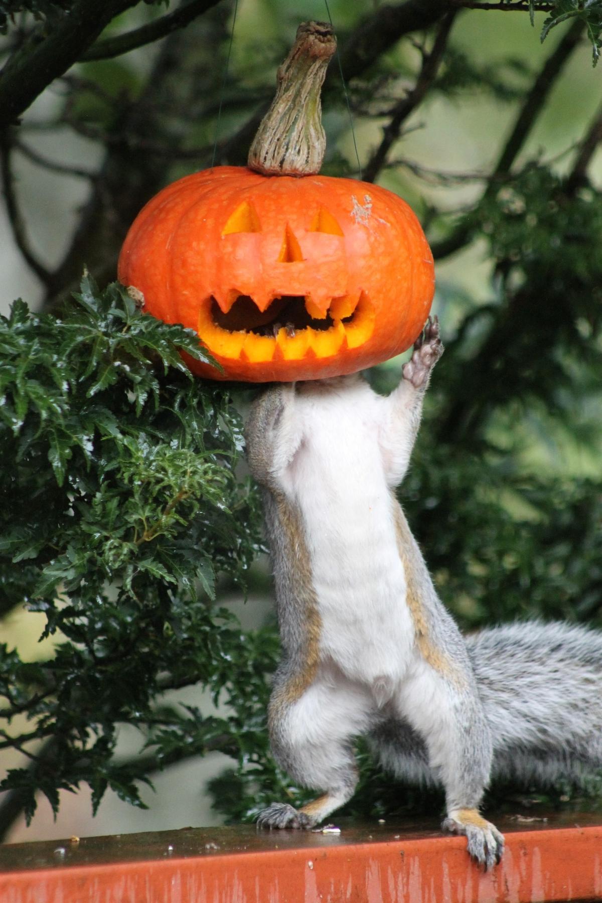 Tia Renee Melhus, a self-proclaimed Whatcom County “wildlife nerd,” had some Halloween fun with squirrels and birds in her backyard, even creating a “Headless Squirrel” by using a feeder inside jack-o-lantern.