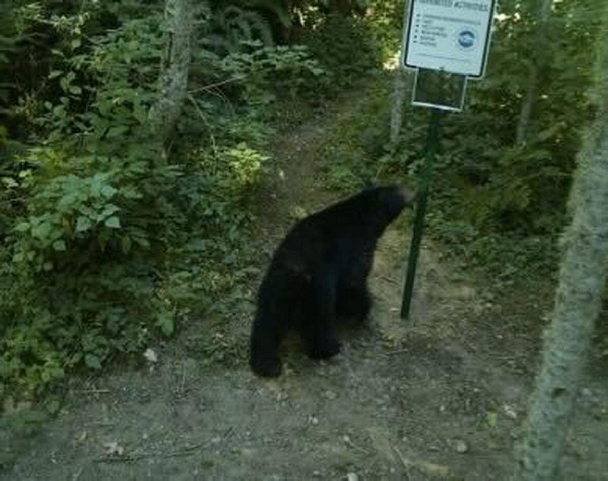 A trail camera photographed a black bear along a hiking trail in the Lake Whatcom watershed.