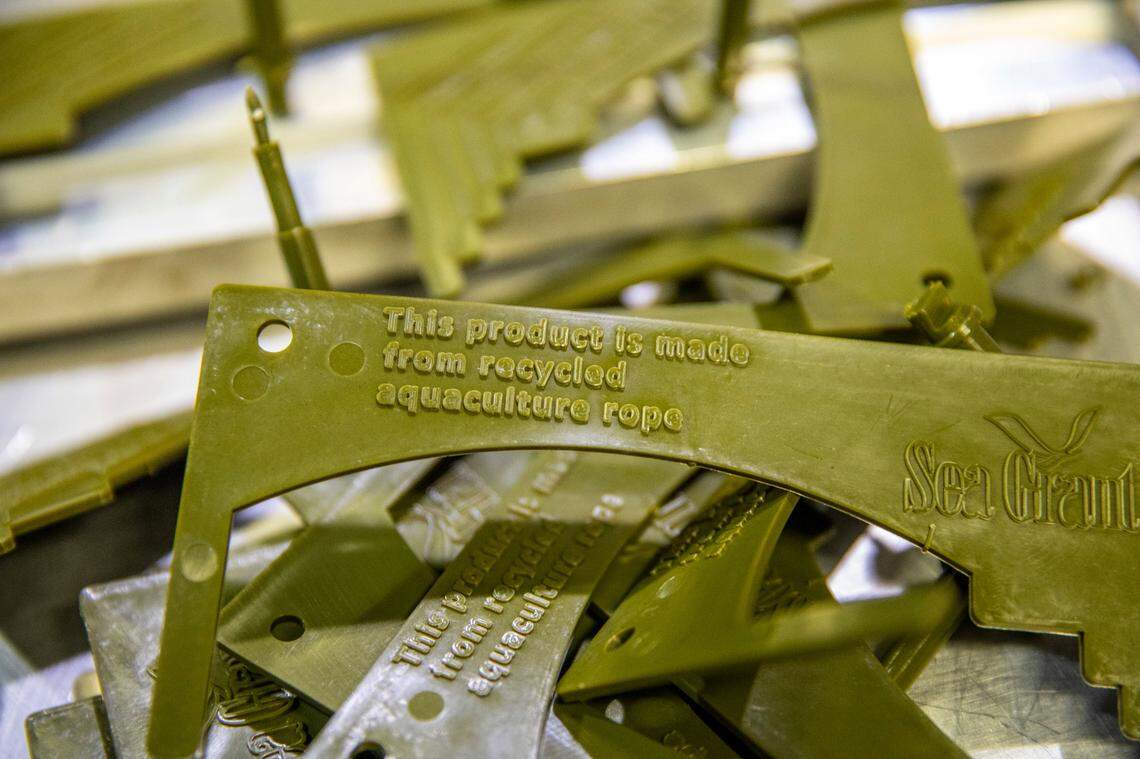 Yellow plastic rope discarded from oyster farming is recycled at Western Washington University in Bellingham into gauges used to measure crabs.