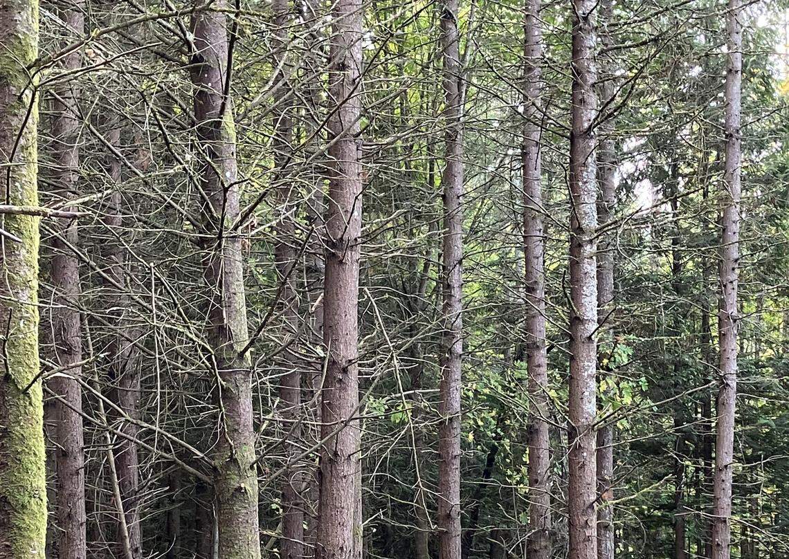 The North Beaver Creek Preserve, where the city of Bellingham plans to selectively log about 80 acres in an attempt to thin the forest.
