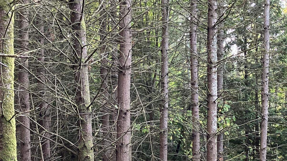 Trees in the North Beaver Creek Preserve, where the city of Bellingham plans to selectively log about 80 acres in an attempt to thin the forest.