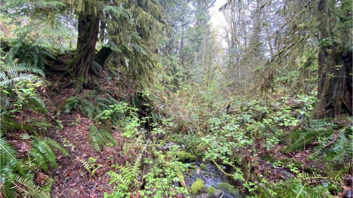 A 37.55-acre forested site in the foothills south of Lake Whatcom was sold to the city of Bellingham on Monday, May 19, 2025, by Faunt Visser for $860,000. The site contains the headwaters of an unnamed stream that flows into Lake Whatcom, including a pond and other environmentally sensitive areas, the city said.