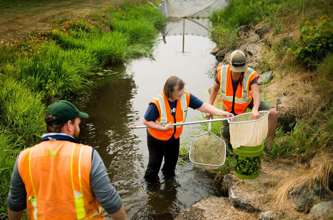 Joel Ingram, left, looks on as Sue Littlejohn and Aneka Sweeney catch a crawfish in Pepin Creek along Double Ditch Road on Monday in Lynden.  Whatcom County farming volunteers assisted the Department of Fish and Wildlife and other conservation agencies rescue salmon and other marine life after water levels dropped.
