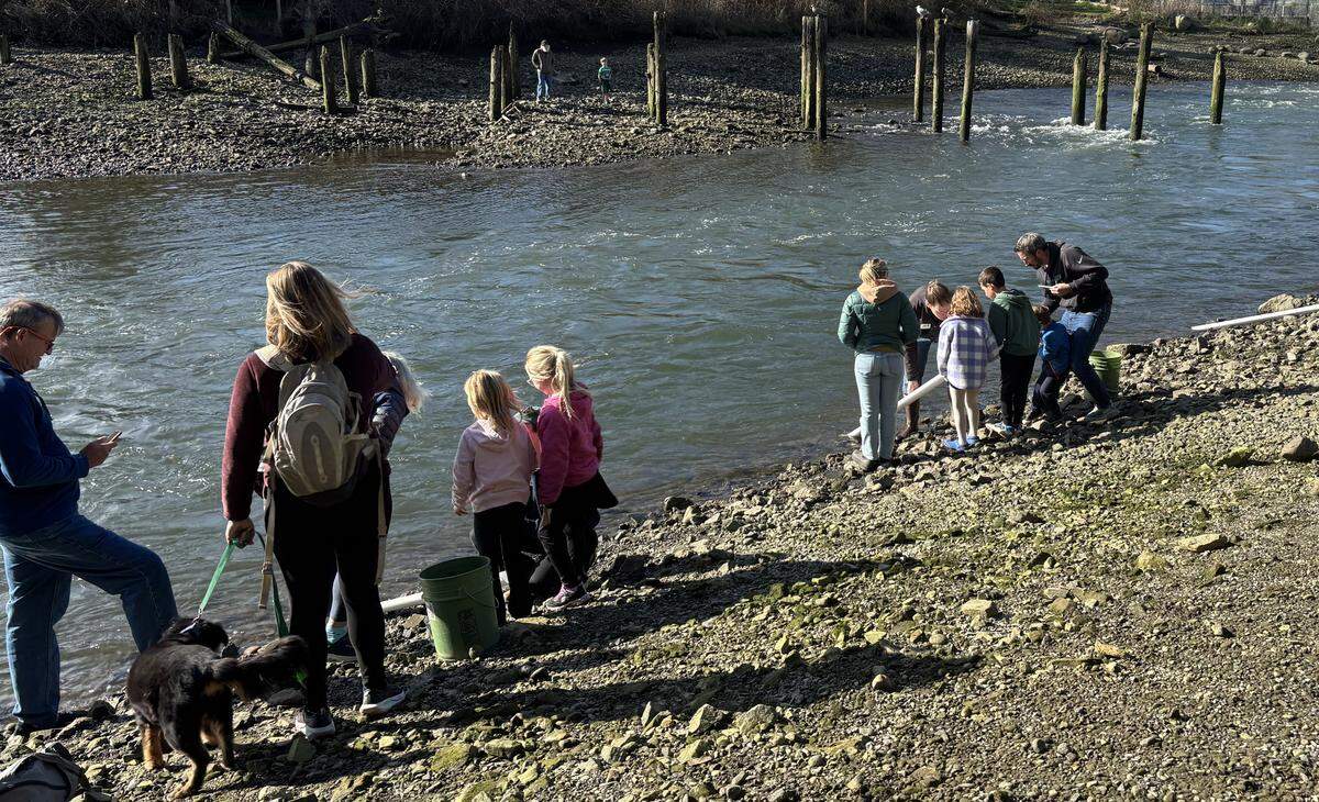 Members of the Bellingham community and their families came to Whatcom Creek near Maritime Heritage Park to release salmon fry into the wild.