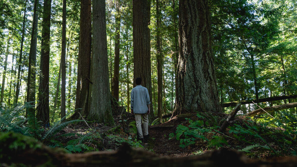 Much of the forest in the Upper Rutsatz timber sale in Whatcom County originated around 1890. Washington’s Department of Natural Resources paused the logging plans on Friday, Jan. 28, until the agency can review its old-growth policy.