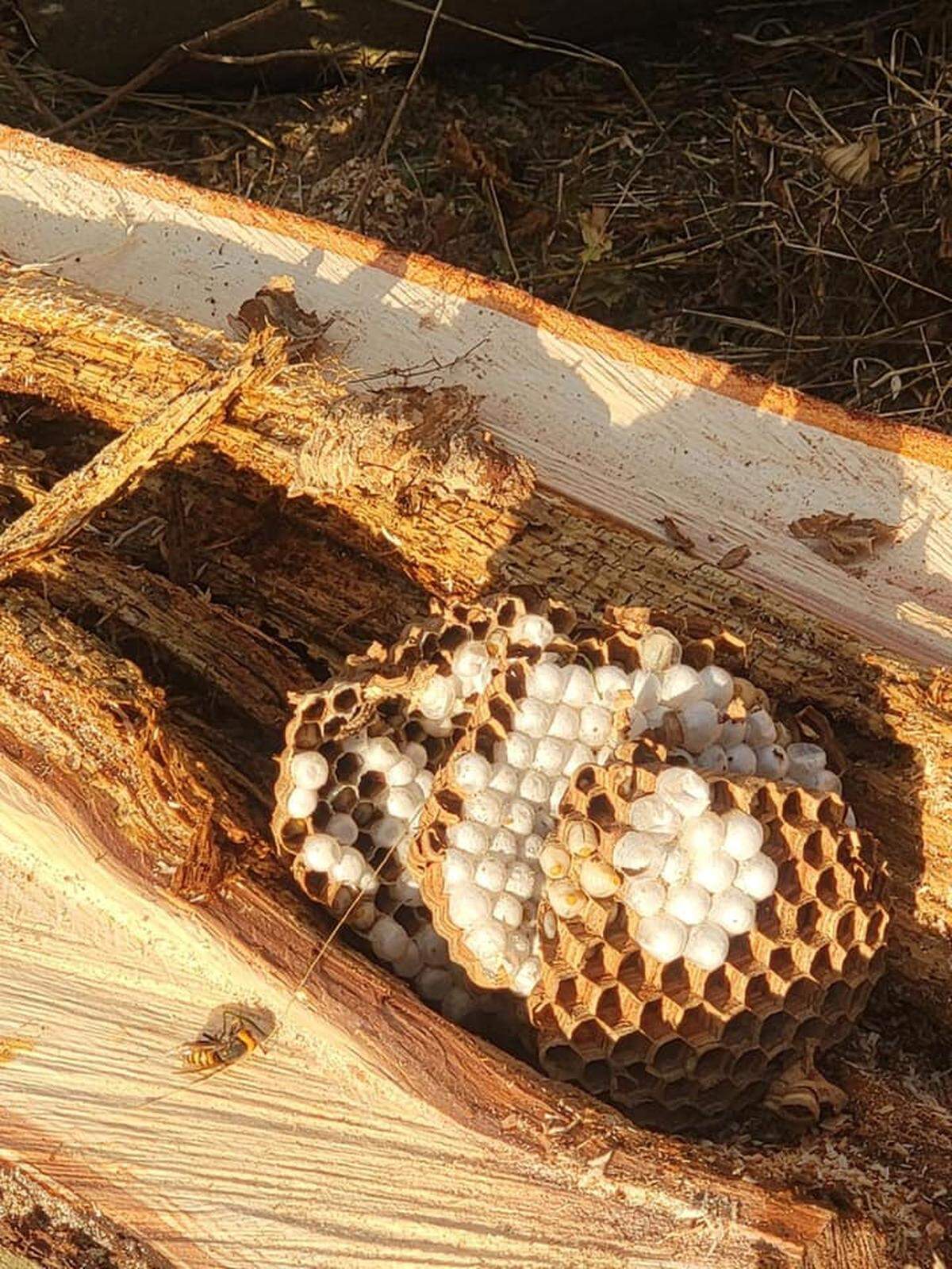 The Washington State Department of Agriculture eradicated an Asian Giant Hornet nest in northern Whatcom County and located a third “Murder Hornet” nest, it reported Saturday.