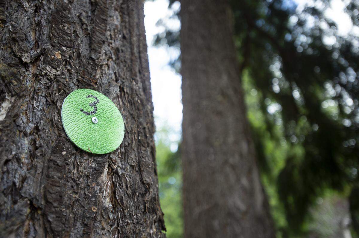 Trees in Falls Park Homes, a property with 28 units owned and operated by Bellingham Housing Authority, are marked for cutting with numbered tags in Bellingham last week.