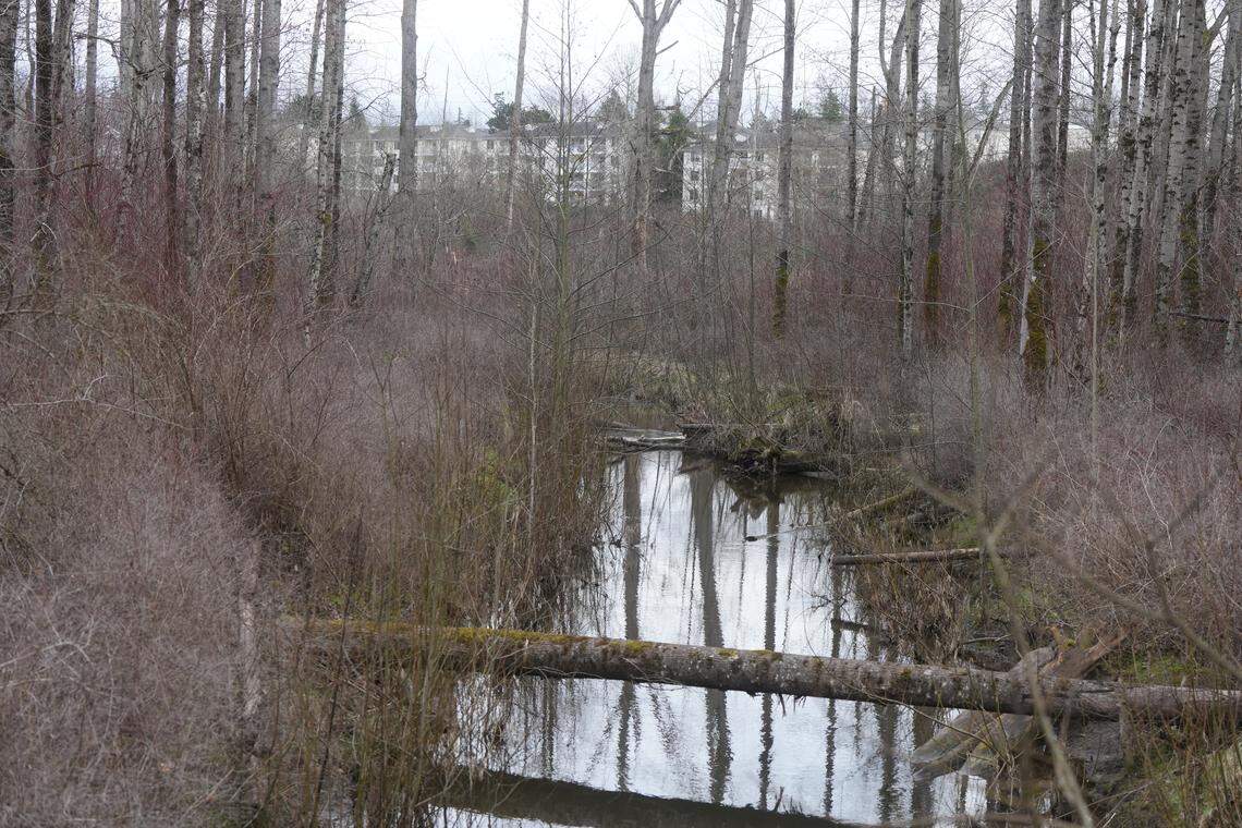 A view of marshland surrounding Sunset Pond and nearby multifamily housing.