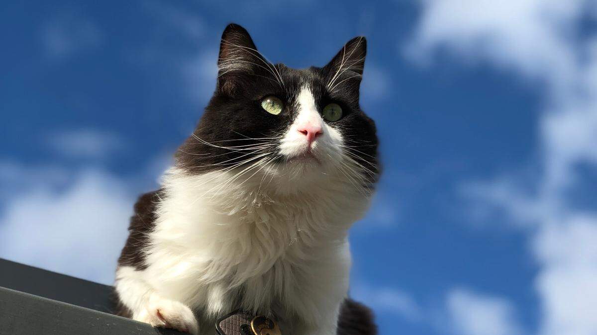 Maverick won our poll to find the cutest cat in Whatcom County.