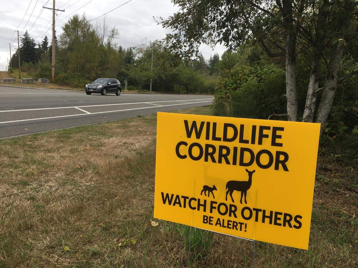 Bellingham resident Susan Kane-Ronning posted eight signs in summer 2019 in Bellingham, Wash., in an attempt to lower the frequency of deer and vehicle crashes. 