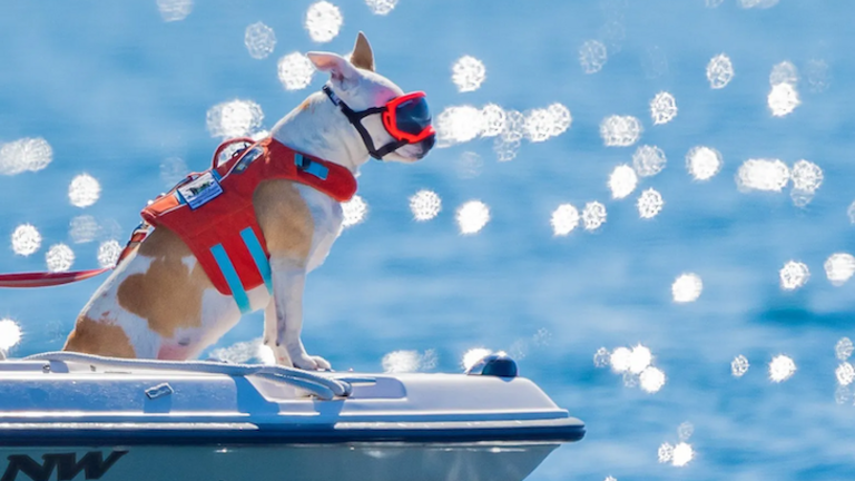 Meet Eba, the San Juan Island dog that excels at sniffing out orcas for science