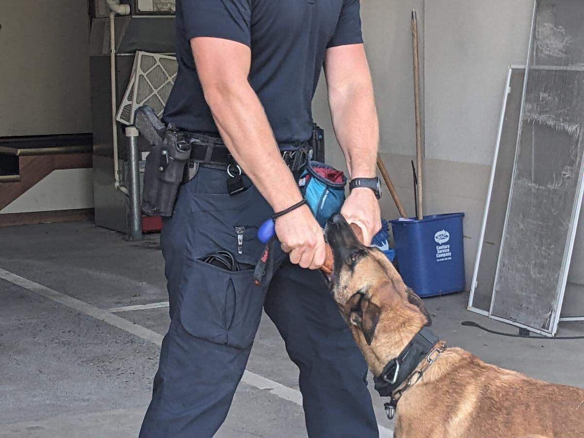 Stella was rewarded with a game of tug-of-war with Bellingham Police Department Officer Nick Sturlaugson after a successful training session on Aug. 7, 2024, in Bellingham, Wash.