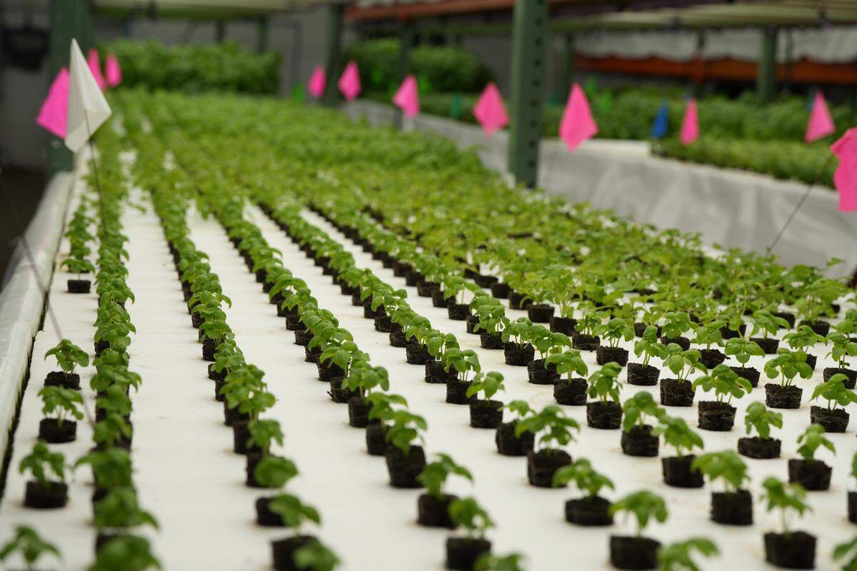 Baby basil at FarmWild.