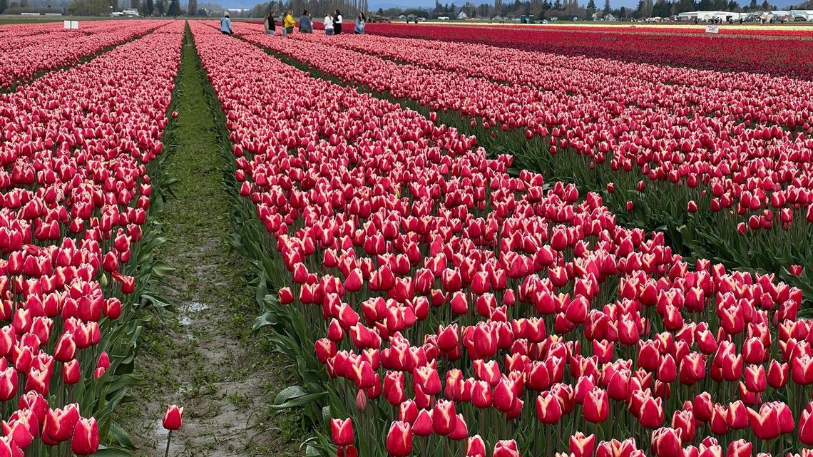 Need a traffic break? Here are alternate routes to avoid a tulip traffic jam