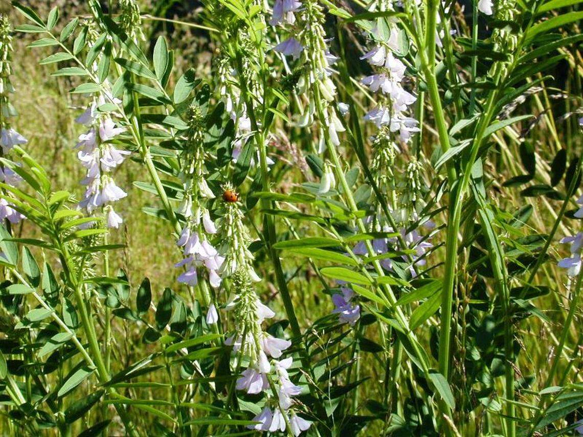 Goatsrue, a federally listed noxious weed and toxic to humans and animals if ingested, has been identified in Whatcom County. Standing 4 feet to 6 feet tall with white or purple pea-like flowers, Goatsrue can closely resemble other plants such as vetch or wild licorice.