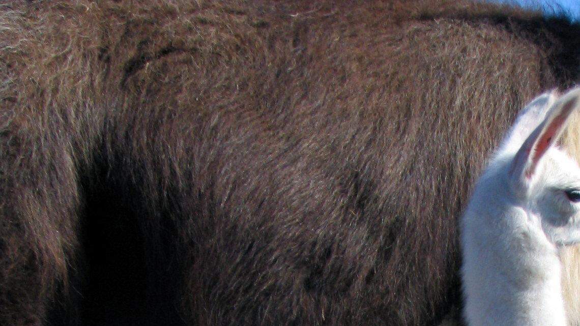 Arizona llama that became an Internet sensation was born in Bellingham 