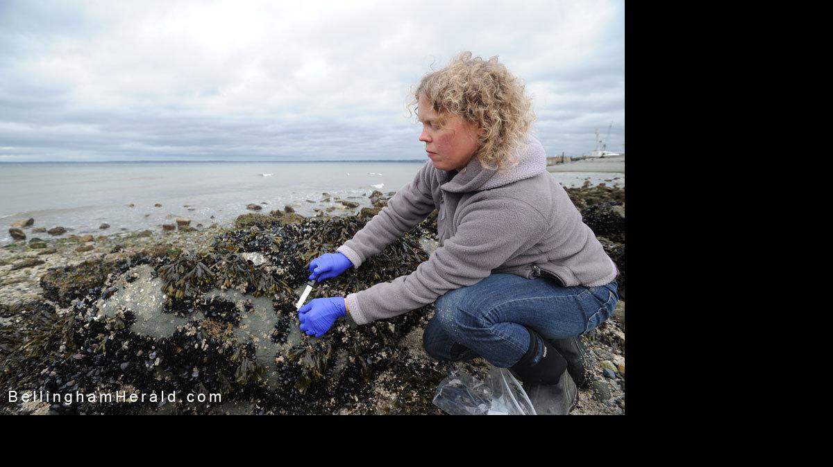 Melissa Roberts, lead staff person for the Whatcom Marine Resources Committee, collects mussels at Marine Park in Bellingham on March 1. Roberts is involved in a state study to monitor water pollution collected in mussels.