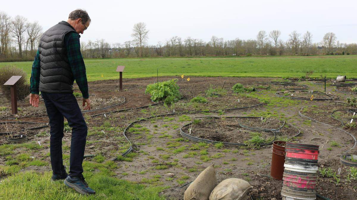 Vic Knox with the Master Gardener Foundation of Whatcom County walks around the Hovander Demonstration Gardens in Ferndale on Wednesday, April 6. The path he points out used to be filled in with wood chips, but they were swept away in November 2021 flooding.