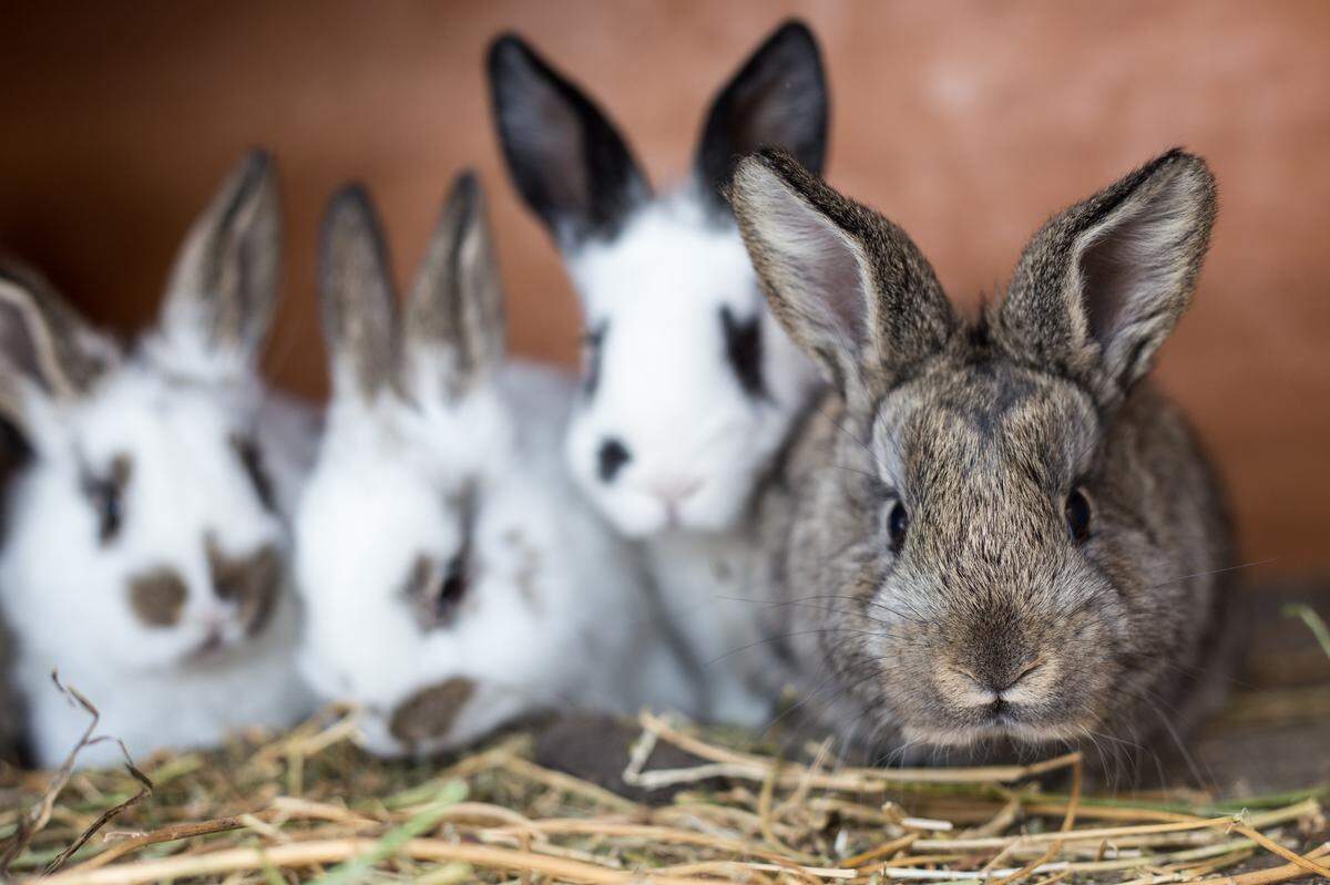 Curious grey bunny with its siblings in the farm cage.
