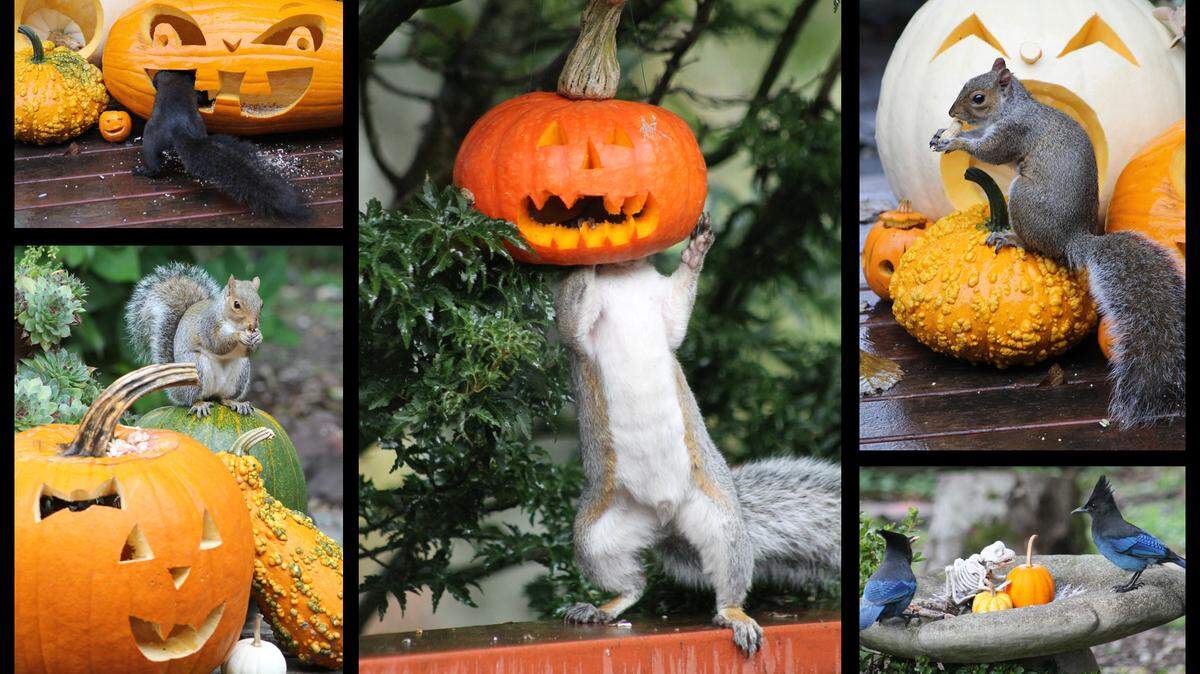Tia Renee Melhus, a self-proclaimed Whatcom County “wildlife nerd,” had some Halloween fun with squirrels and birds in her backyard, even creating a “Headless Squirrel” by using a feeder inside jack-o-lantern.