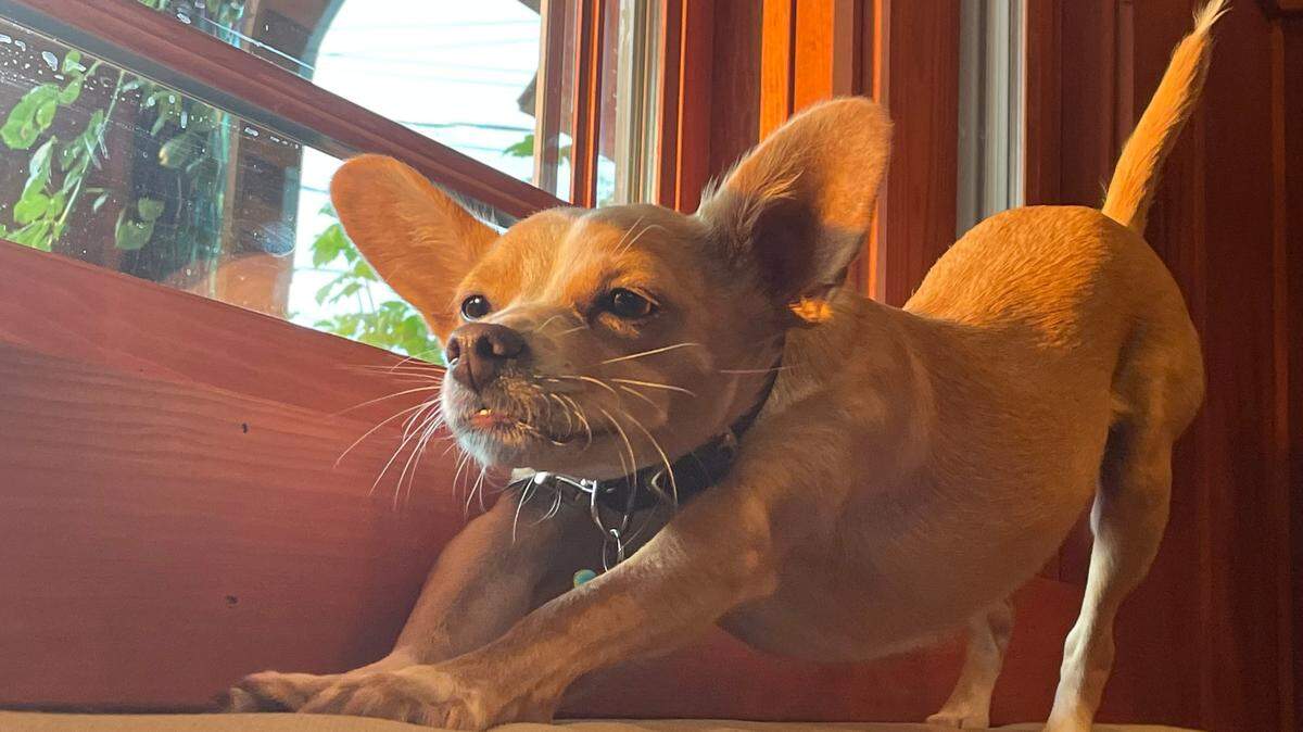 Boychik, a three year old Chihuahua mix, won our poll to find the cutest dog in Whatcom County.