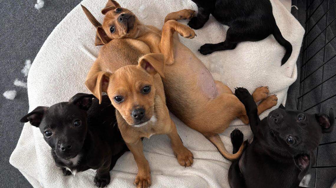 Are Puppy Bowl Dogs Up for Adoption: Discover Your New Friend