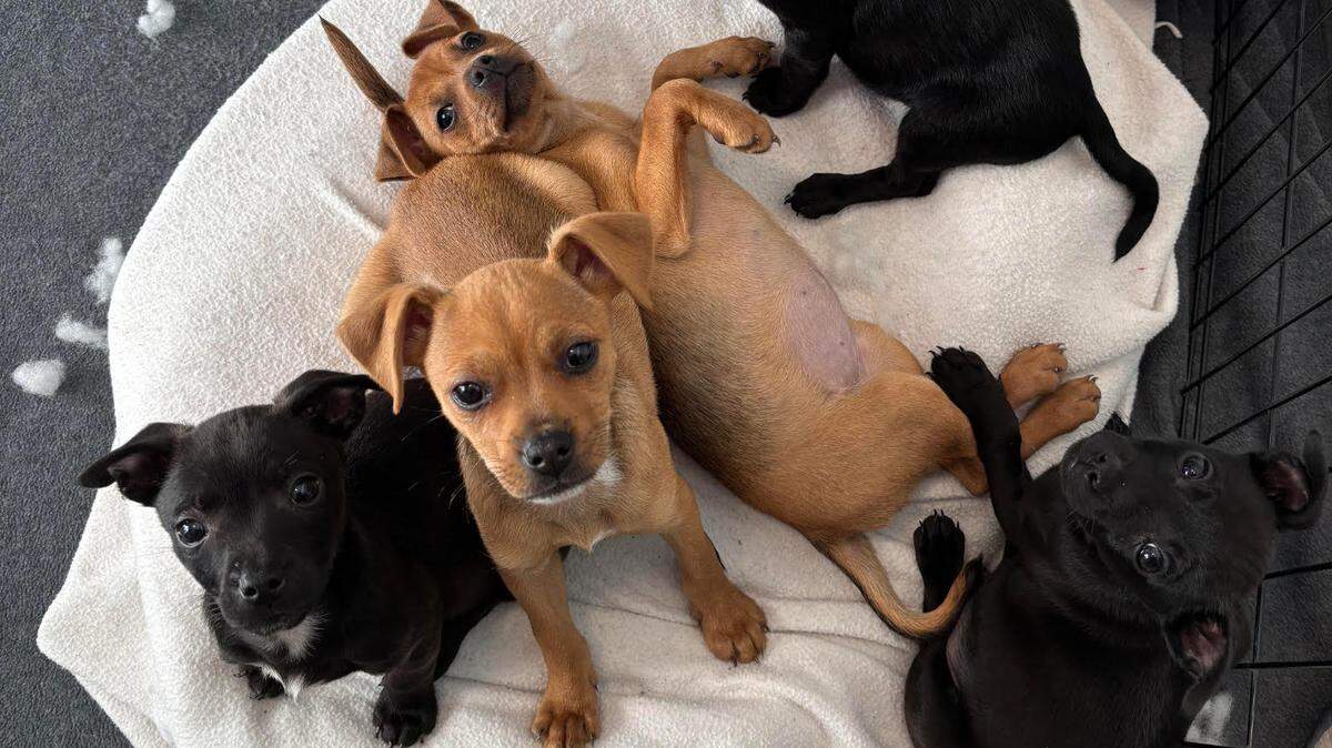 Menace Brewing and Happy Tails Happy Homes will co-host their own “Puppy Bowl” adoption drive on Super Bowl Sunday. The event will see some of Happy Tails’ adoptable dogs, including the ones pictured, take the field for a miniature mock-football game.
