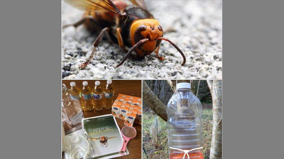 Bottle traps have been set for the Asian giant hornet, an invasive pest and killer of honeybees, in 10 green spaces in Bellingham, Washington.