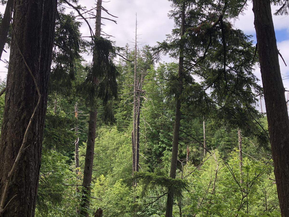 A view of the trees over Whatcom Creek near the site of the 1999 pipeline explosion in Whatcom Falls Park Friday.
