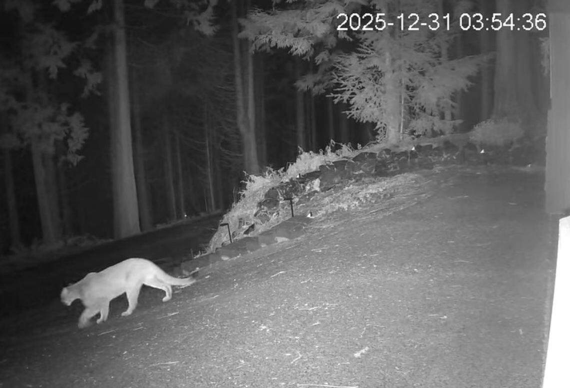 A cougar strolls past a Sudden Valley home in a screenshot from a motion-activated camera on Dec. 31, 2025. The home is in the Gate 3 area of Sudden Valley, a community of about 7,000 people east of Bellingham.