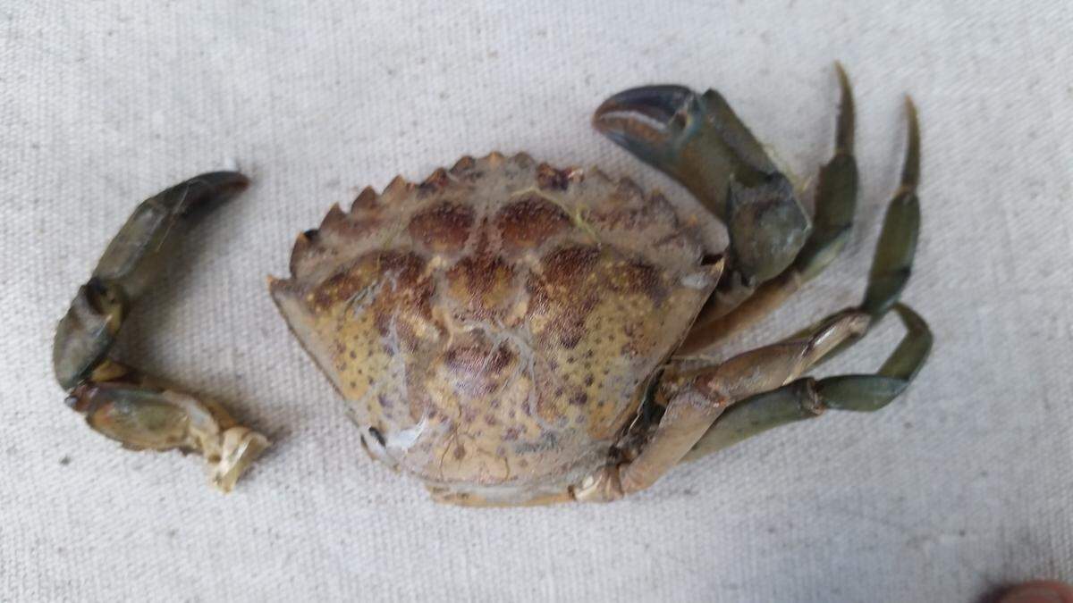 The shell of an invasive European green crab was found by volunteer monitors walking the beach at Drayton Harbor, Wash., in August 2019. It’s the furthest north that they’ve been found along Washington state’s shorelines.