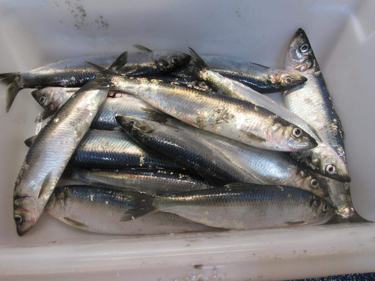 Pacific herring, including the Cherry Point subspecies, have been declining since Washington state biologists began studying them in the 1970s. However, 2020 was unprecedented in Pacific herring runs.