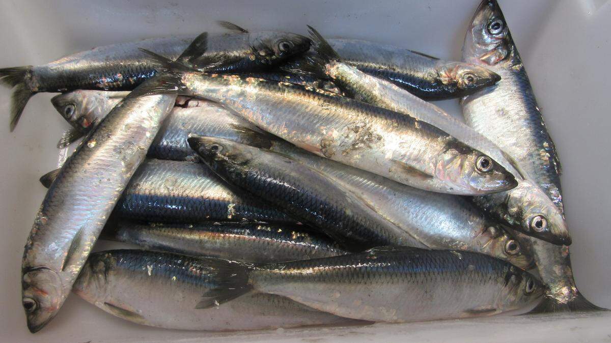 Herring is a key food source and a candidate for endangered species status