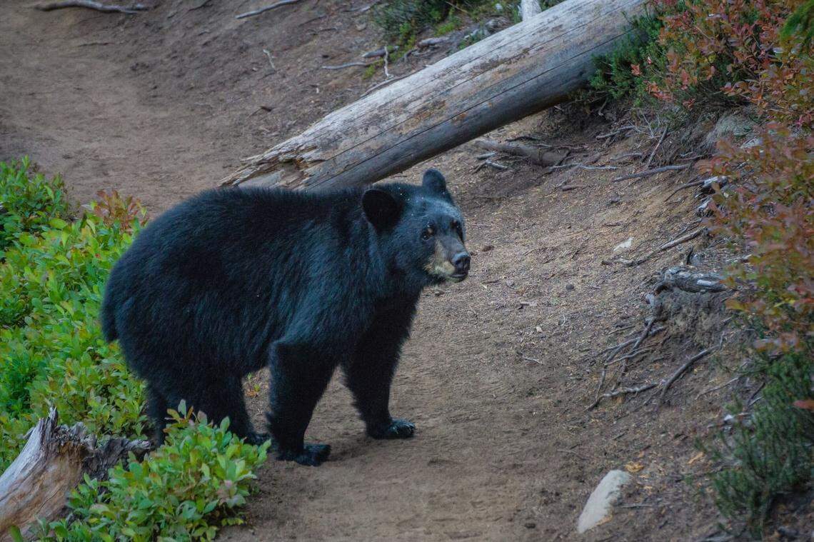 A curious black bear approaches a hiker from the Washington State Department of Natural Resources. The hiker yelled and clapped to stop the bear. Bears spend the fall months loading up on food and water so hikers may see them out and about more frequently during the late summer, early fall seasons.